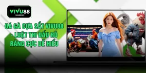 Đá Gà Cựa Sắt VIVU88 - Luật Thi Đấu Rõ Ràng Cực Dễ Hiểu
